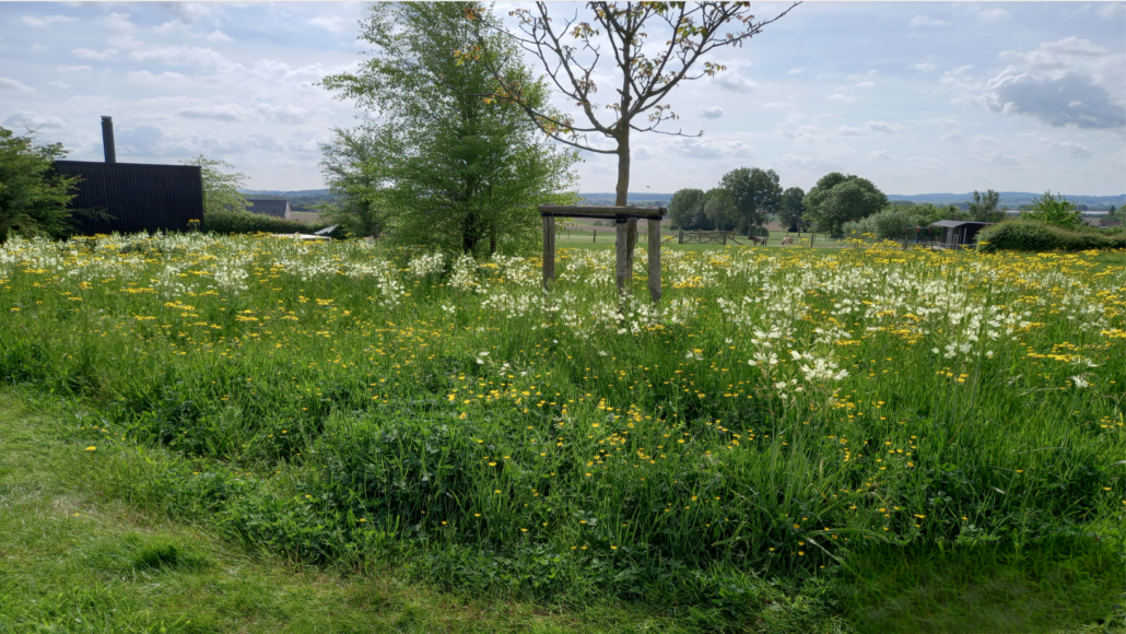 Ecologisch maaibeheer