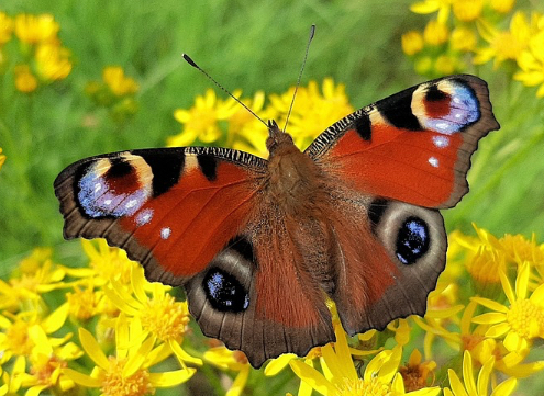 Ecologisch maaibeheer Vlinders