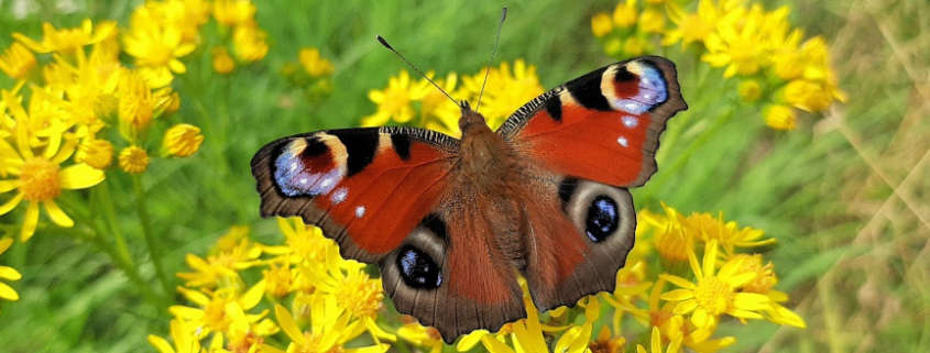 Ecologisch maaibeheer Vlinders