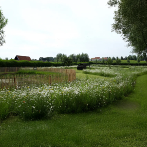 Ecologisch maaibeheer