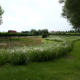 Ecologisch maaibeheer