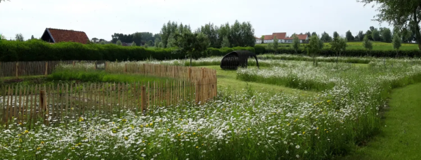 Ecologisch maaibeheer